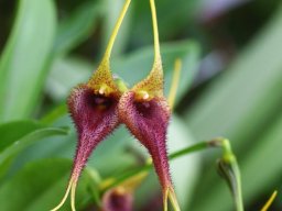 Masdevalliabennetii001_mini